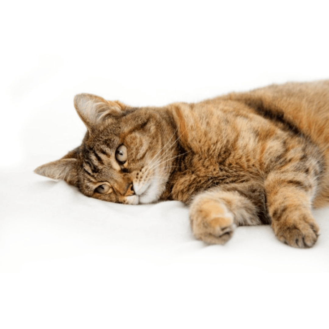 Makan Bergizi Setiap Hari